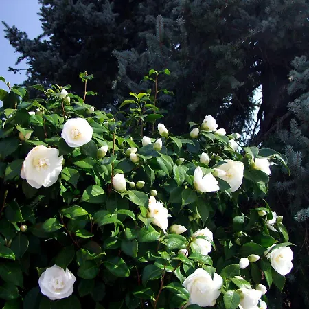 Appartement Casa Thuja Ascona