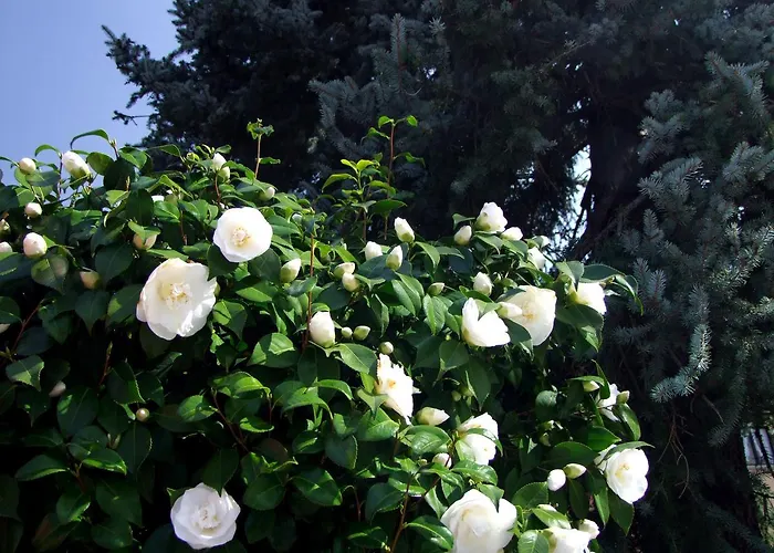 Διαμέρισμα Casa Thuja Ασκόνα